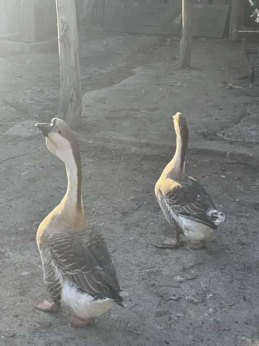 Gasca si gascan de vanzare