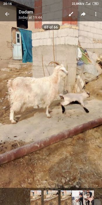 Echki sotiladi 2 ta bolasi bor 2.5litrdan 3litrgacha sut beradi