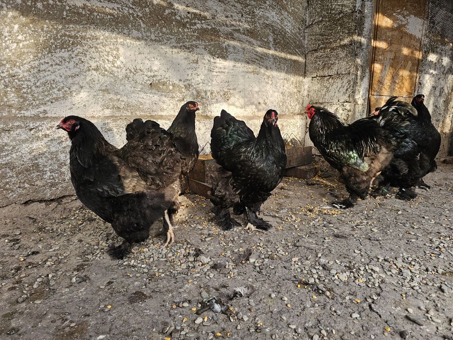Oua Brahma diverse culori