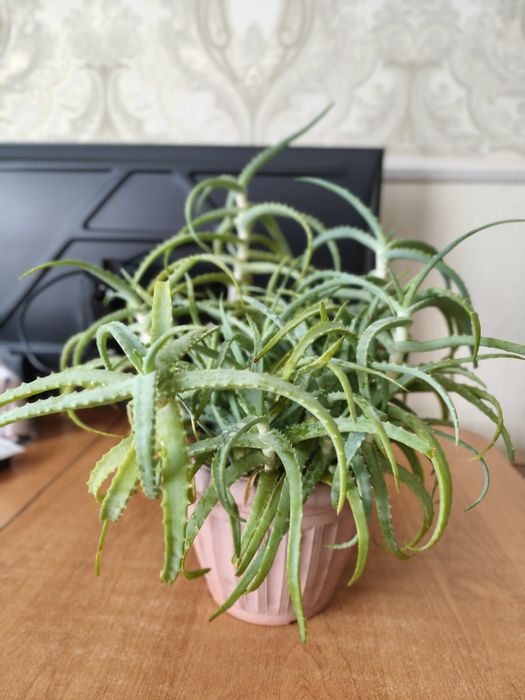 Продам алоэ-столетник