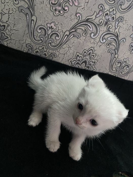 turetski angora mushugi