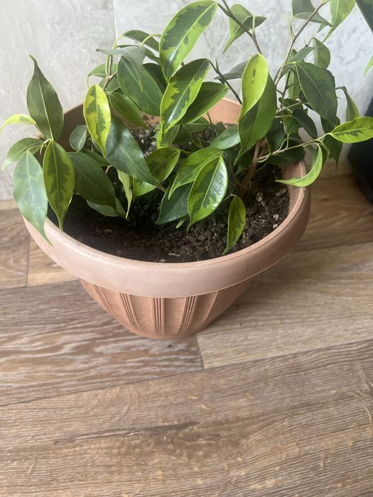 Комнатные цветы.