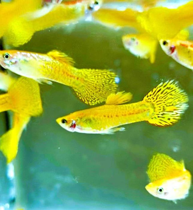 Элитные породистые гуппи, 3 вида