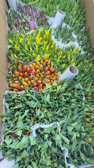 Тюльпаны 360тг оптом