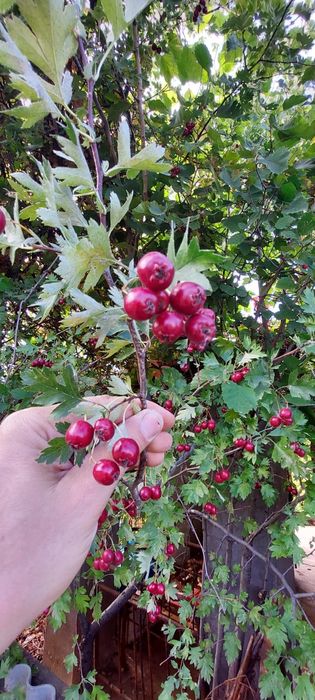 Продам дачу 7.5 соток район телецентра