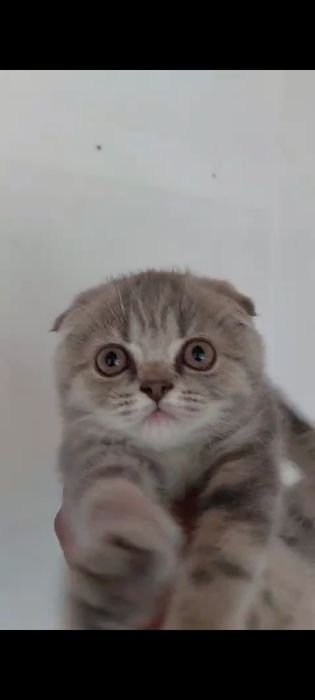 Продаю домашную котёнка