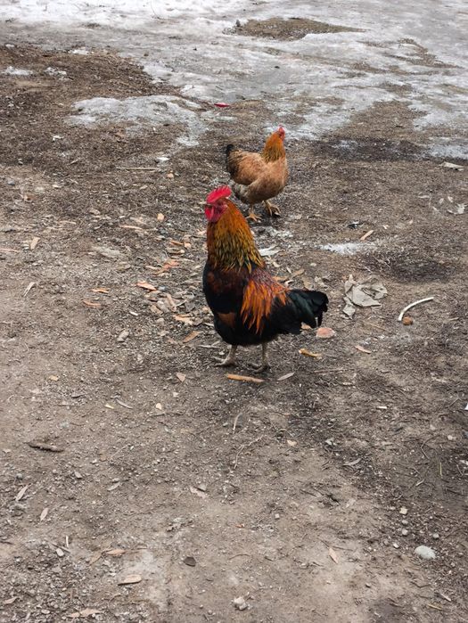 Домашние цена за одного