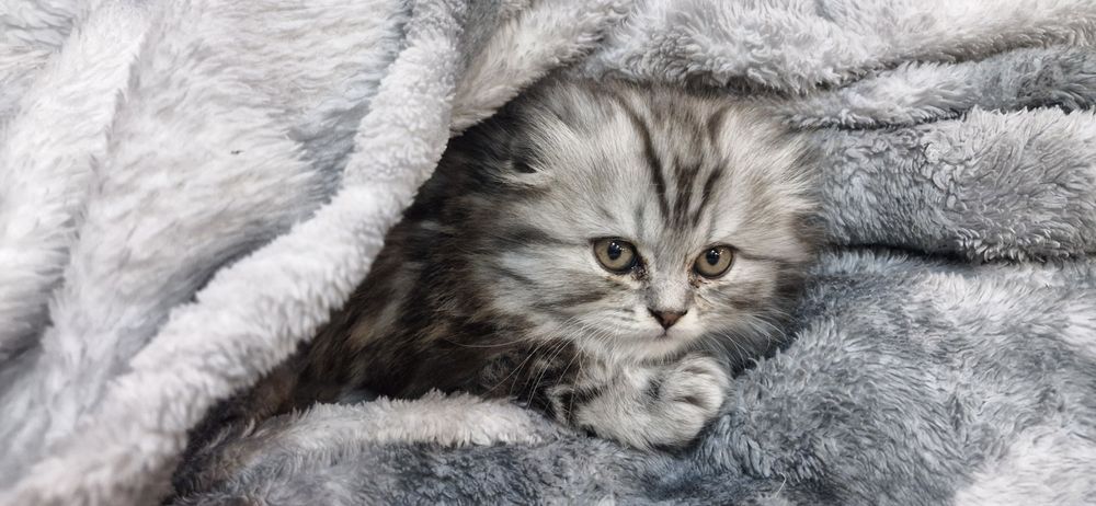 Шотландский котенок