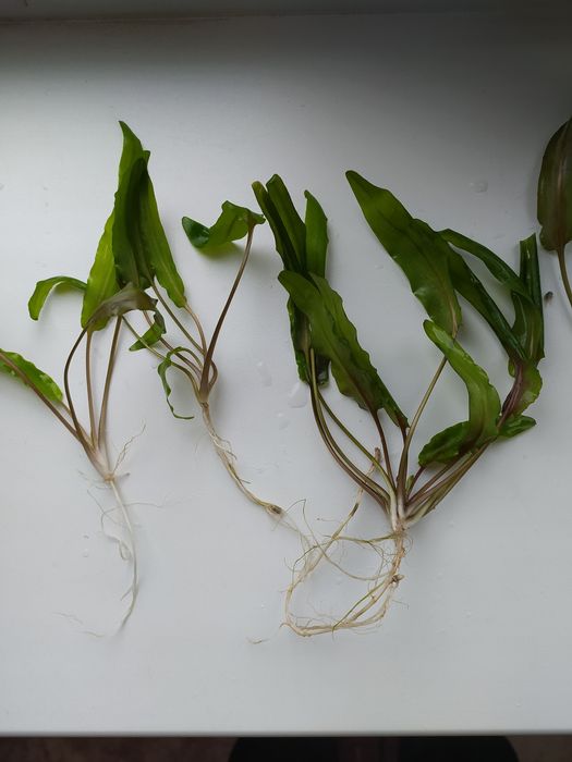 Криптокорина аквариумное растение