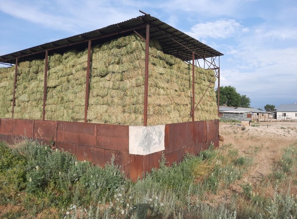 Клевер люцерно 1-й кос