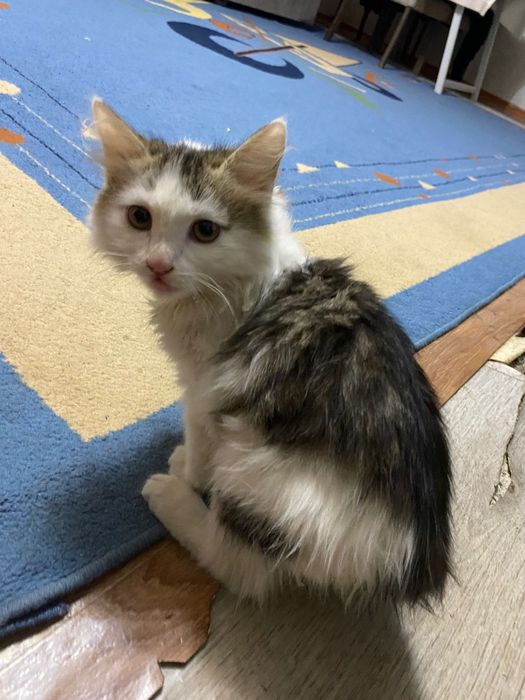 Котенок Мейн кун