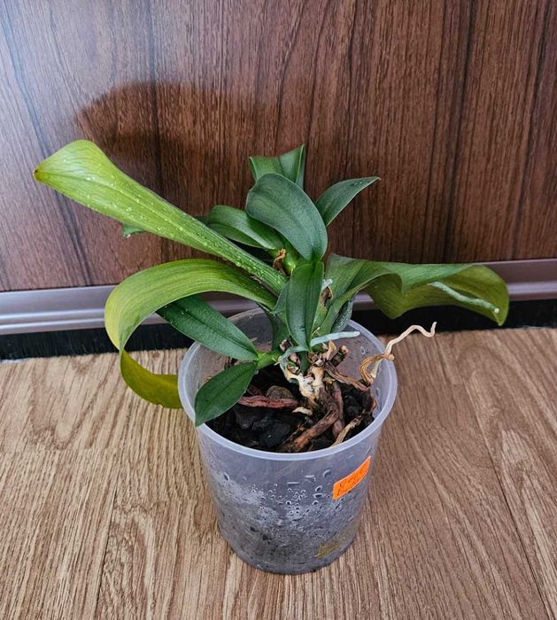 Орхидеи фаленопсис Монпелие, Kimono, Монтрьо, Grosseto