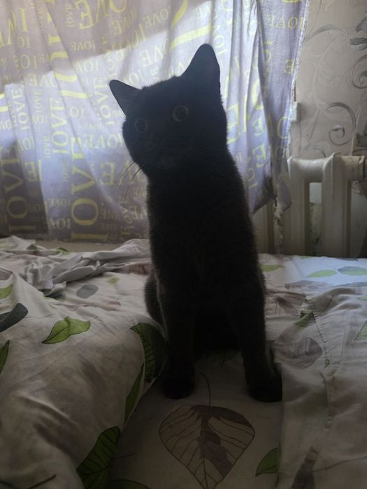 Mushukcha hadyaga beriladi. Parodasi British straight