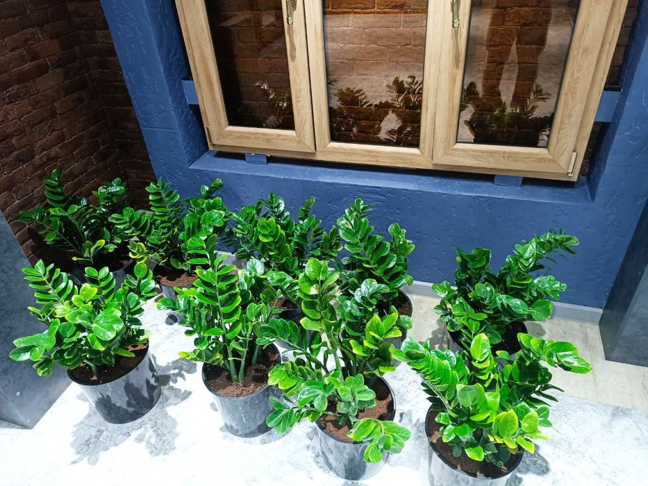 Офисные растения офис учун гуллар