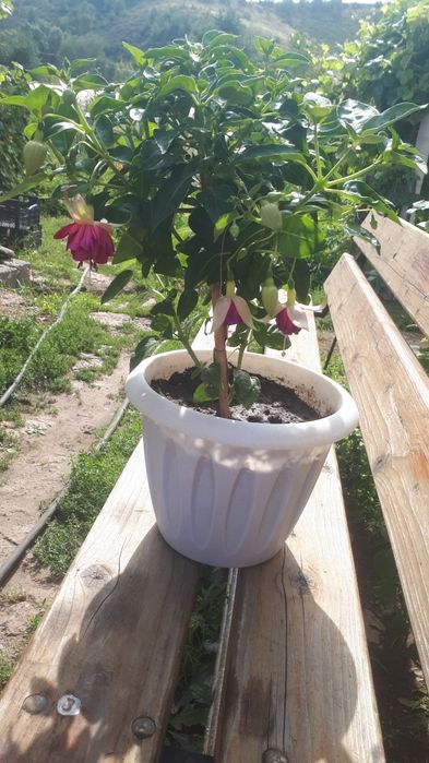 Продажа фуксии Tabu.