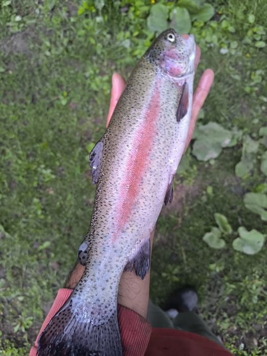 Фарель живая навеска 500-900 гр рыба очень вкусная мясо красное