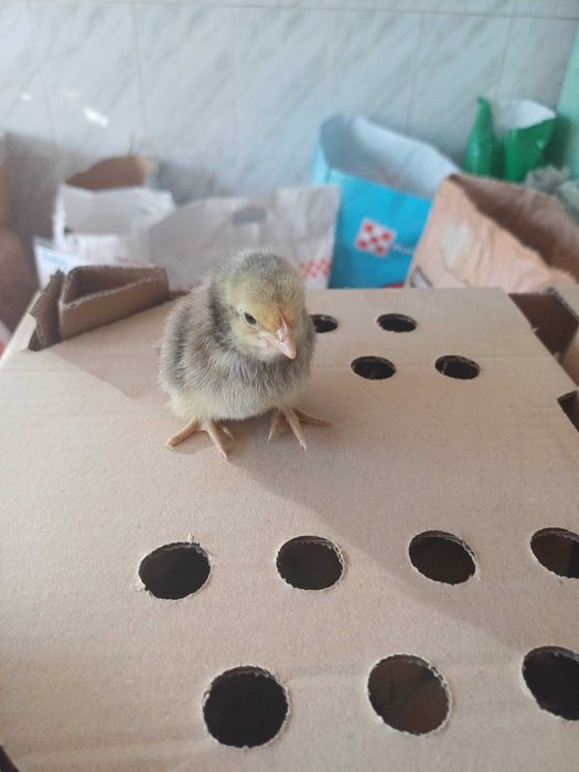 Pui de o zi, rate Moulard de o zi, bibilica, gasca