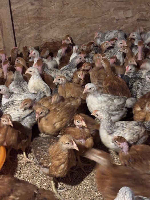 pui de carne ,rasa mixta