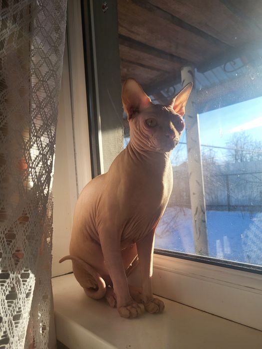 Сфинкс для вязки