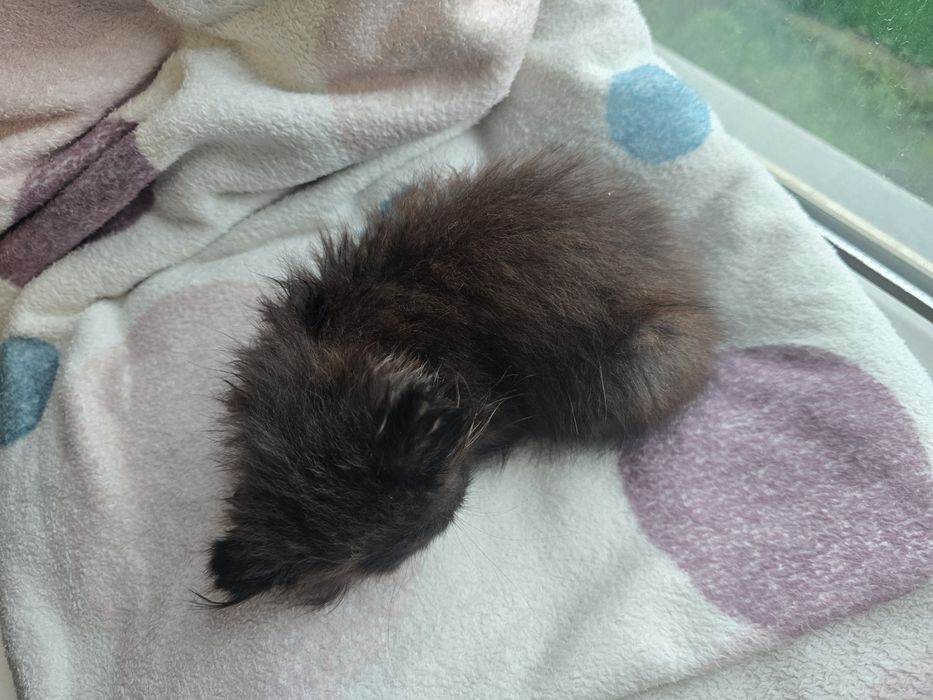 Вислоухий котенок