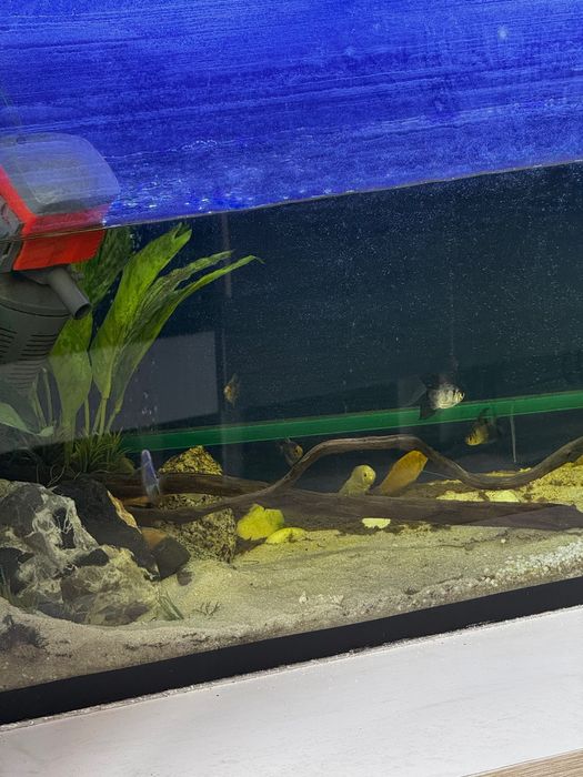 Продаем аквариум вместе со столом рыбками и всем что прилагается