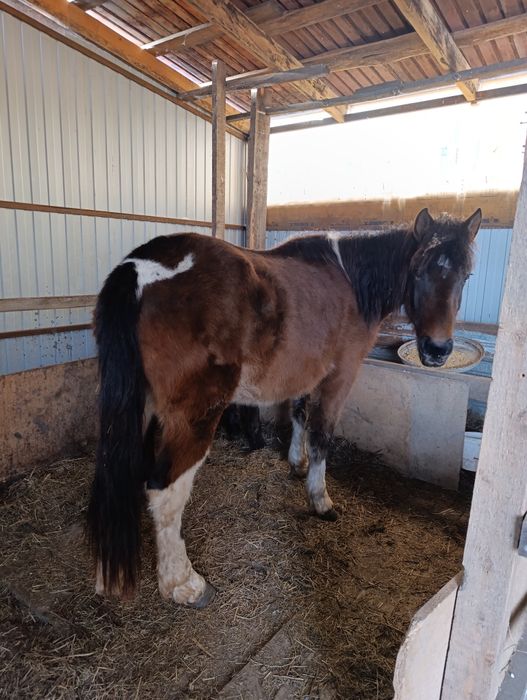 Продам лошадь с жеребенком