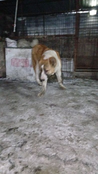 Щенок девять месяцев