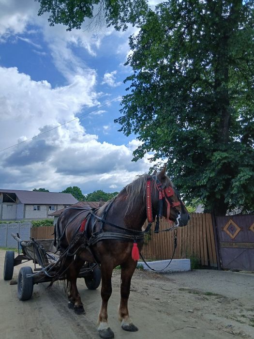 Cârlan semi-greu de vânzare 3 ani