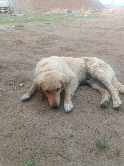 Отдам двух молодых собак