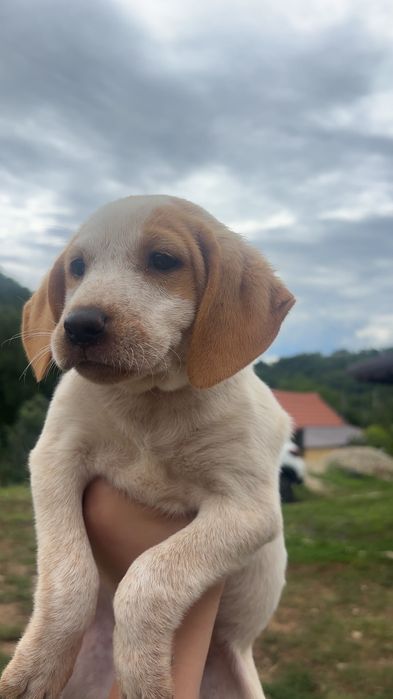Donez catei metis vizsla maghiara