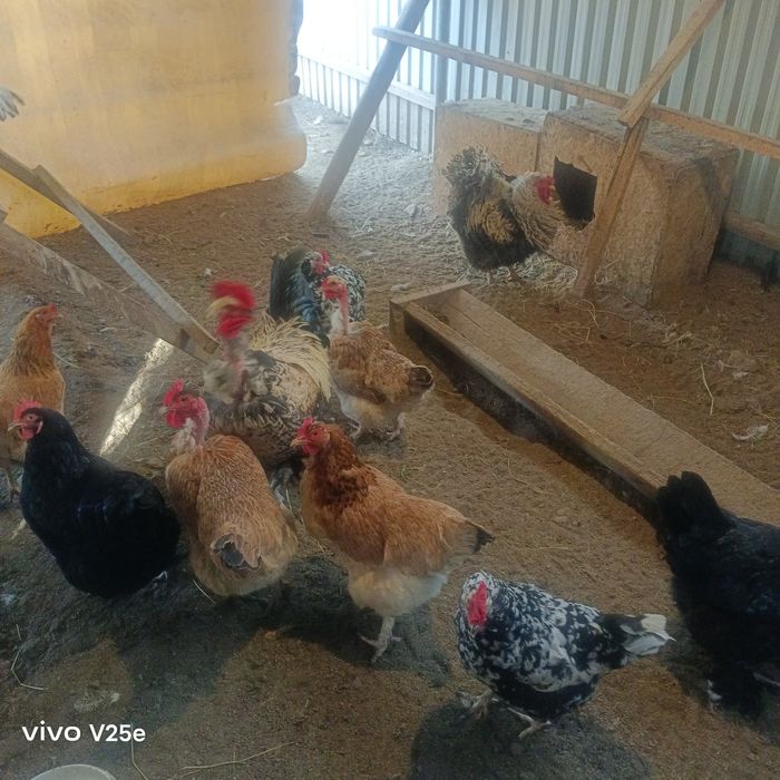 Продам домашних кур