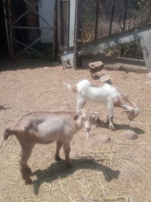 Такачала сотилади  100$ дан сопа сог тоза зот