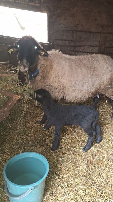 Oaie carabasa cu meluta