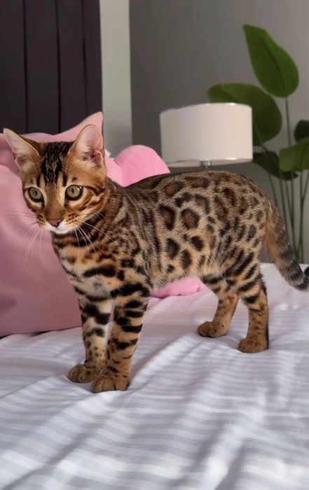 Бенгальская кошка