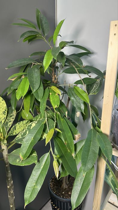 Редкие комнатные растения