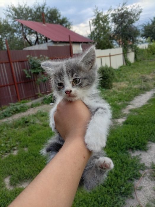 Отдам котят в добрые руки