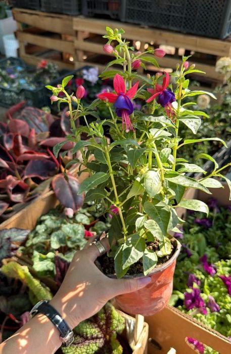 Комнатные цветы от  500 теңге