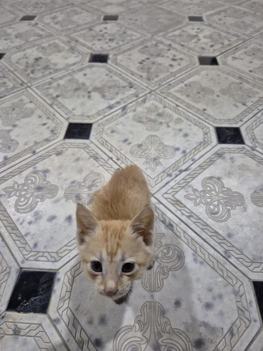котенок отдам даром