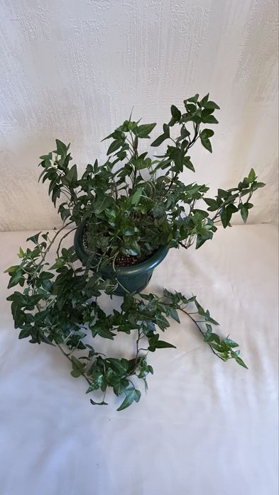 Ирландский плющ ХЕДЕРА