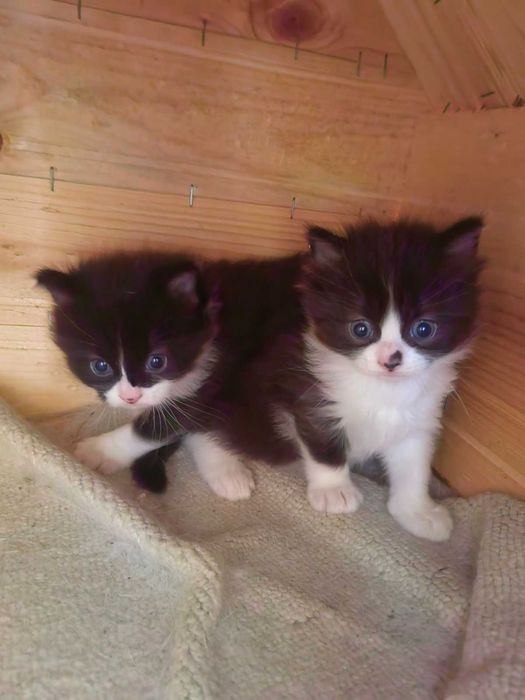 Подаряват се котета