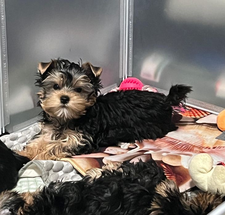 Кукольные мини мальчик и девочка