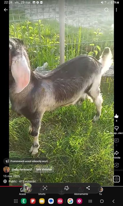 Tap agnolubian de vanzare. 100 euro.sau schimb cu cereale