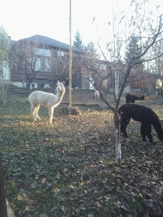 Vând lama Alpaca