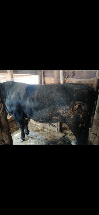 Продам коров быков