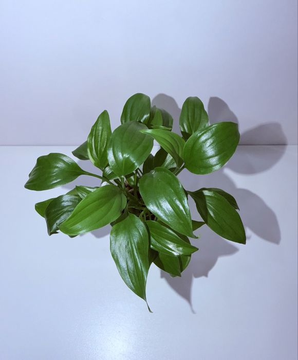 Спатифиллум, комнатные цветы, комнатные растения