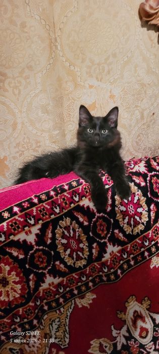скоттиш хайланд фолд