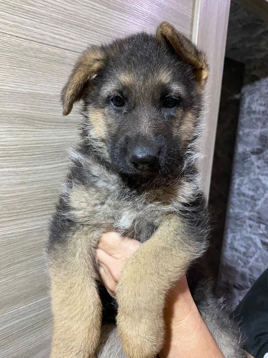 Немецкая овчарка!!! 1,5 месяца
