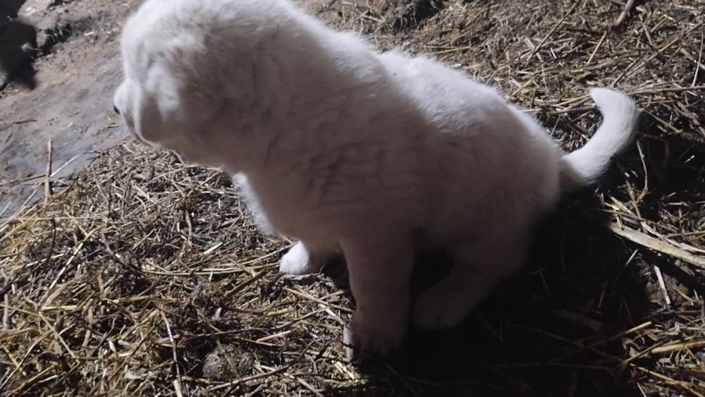 Cățel frumos și sănătos