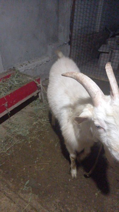 Теке сатылады, әдемі, сұлу