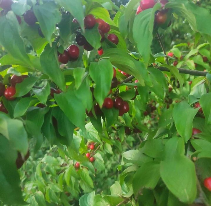 Кизил заморозка, вкусно и полезно.